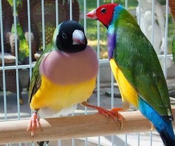 Nutritional Requirement of Gouldian Finch in Breeding Stage