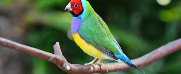 How to Take Care of Lady Gouldian Finches?