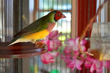 How to Be Successful With Lady Gouldian Finch Breeding?